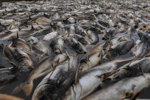 IKAN AIR TAWAR MATI