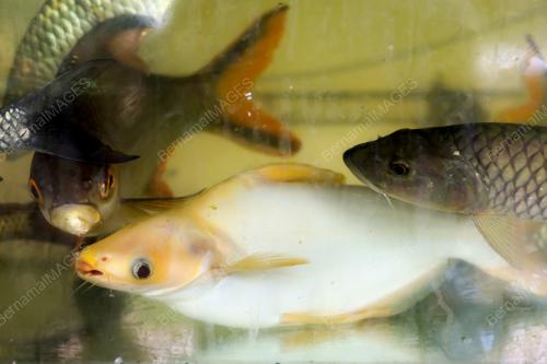 HOBI BELA IKAN JANA PENDAPATAN