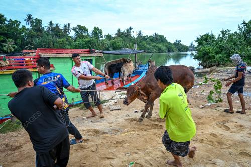 LEMBU_BOT