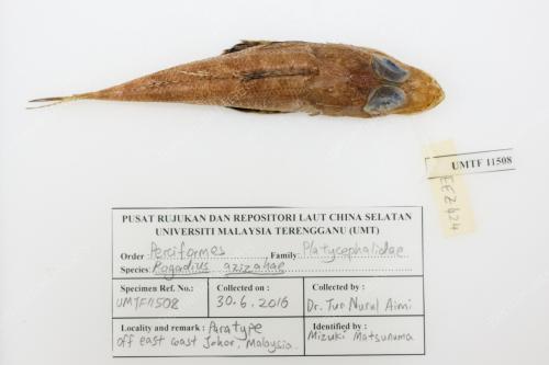 ROGADIUS AZIZAHAE