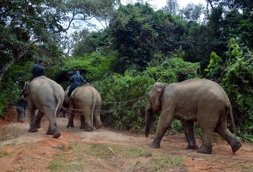 TR09_07082018_PINDAH_GAJAH