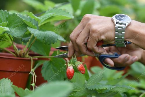 STRAWBERI TERENGGANU