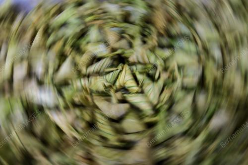 KETUPAT PALAS