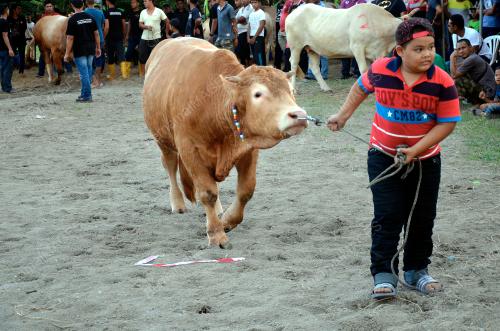 TR09_11112018_LEMBU_SADO