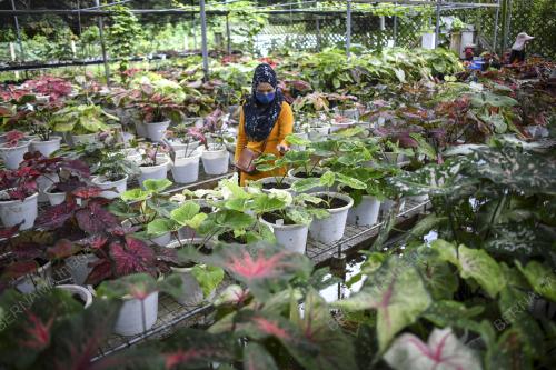 POKOK KELADI