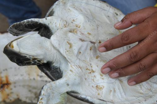 PENYU AGAR BETINA TERDAMPAR DI PANTAI