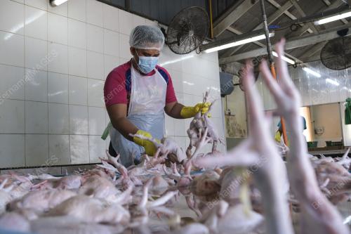 OPS HARGA AYAM