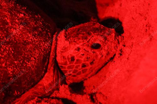 WORLD SEA TURTLE DAY 2025