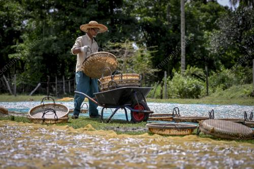 IKAN BILIS