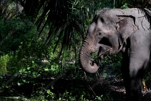 OPERASI PINDAH GAJAH