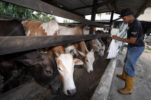 TR09_18082018_PENTERNAK_LEMBU