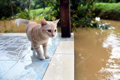 BANJIR DI TERENGGANU