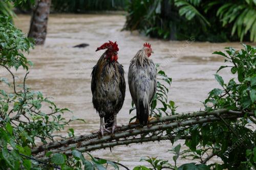 BANJIR TERENGGANU