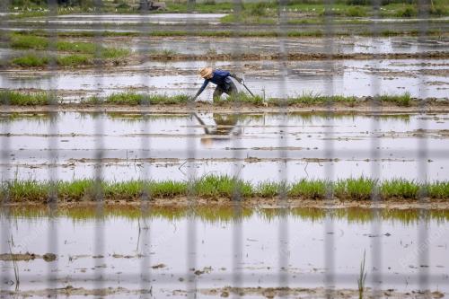 MEMBAJAK TANAH SAWAH