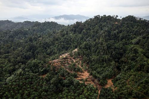 HARI HUTAN ANTARABANGSA