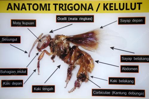 KELULUT