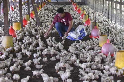 TINJAUAN PENTERNAK AYAM DAGING