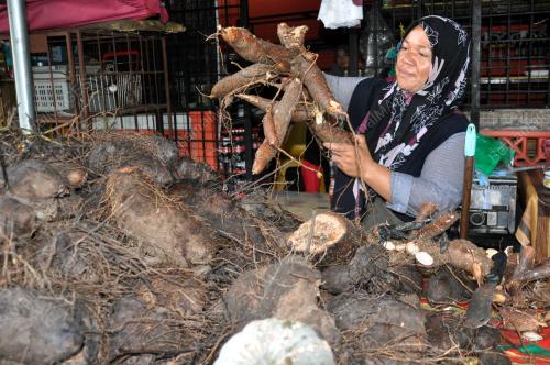 UBI KAYU MUSIM TENGKUJUH