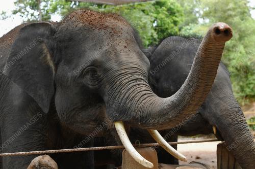 PERKAMPUNGAN KONSERVASI GAJAH KENYIR
