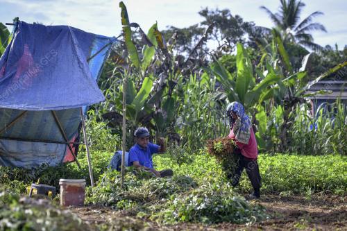 BERKEBUN_KACANG