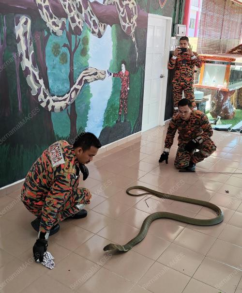 SKUAD KING COBRA
