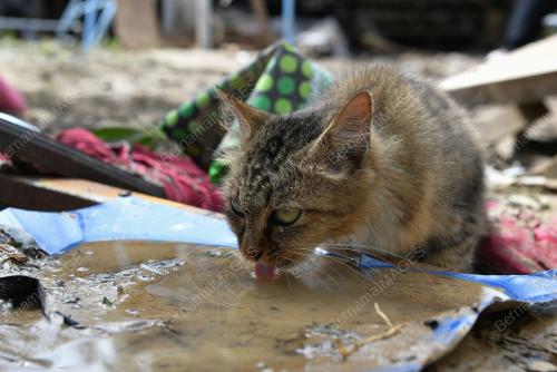 BANJIR TERENGGANU
