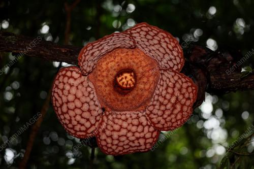 BUNGA PAKMA