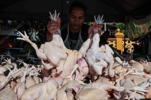 HARGA AYAM