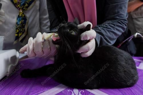 TAMAN KUCING DUNGUN