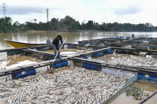 IKAN AIR TAWAR MATI