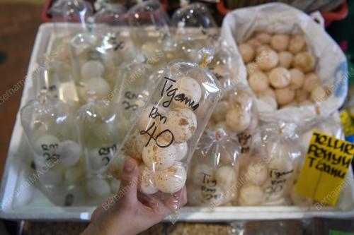 TELUR PENYU DI PASARAN