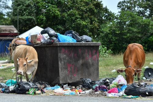 LEMBU SAMPAH