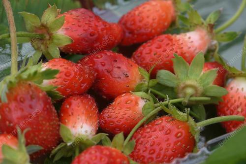 STRAWBERI TERENGGANU