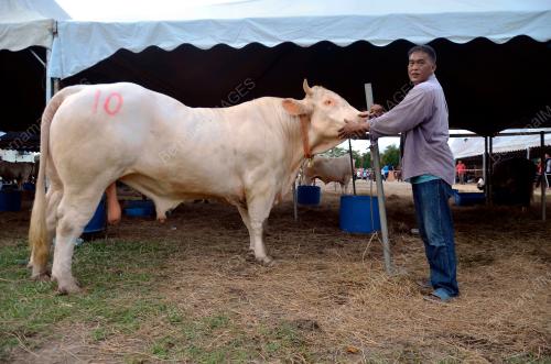 TR10_11112018_LEMBU_SADO