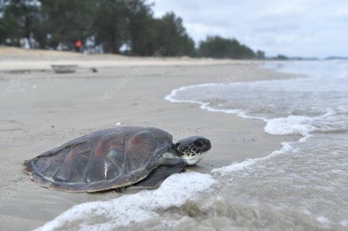 PENYU AGAR BETINA TERDAMPAR DI PANTAI