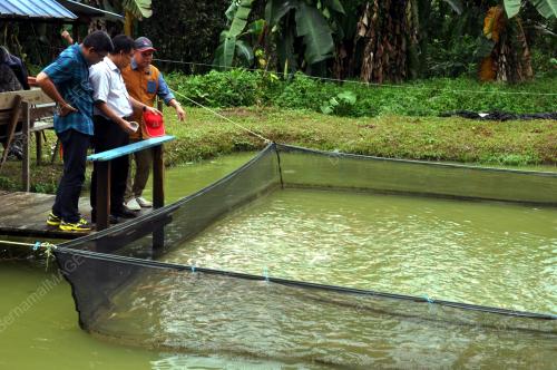 TR10_13012018_KETENGAH_IKAN
