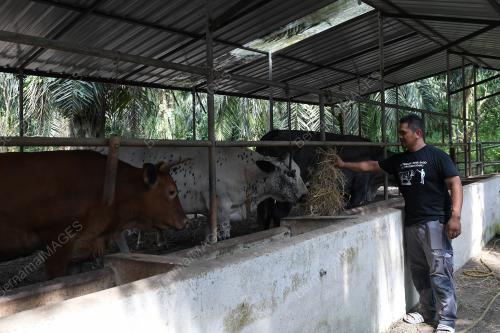 TR10_15082019_AZMIN_LEMBU_BN201908147931