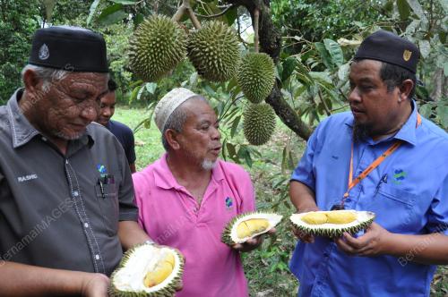 TR10_17072019_DURIAN_KAMPUNG