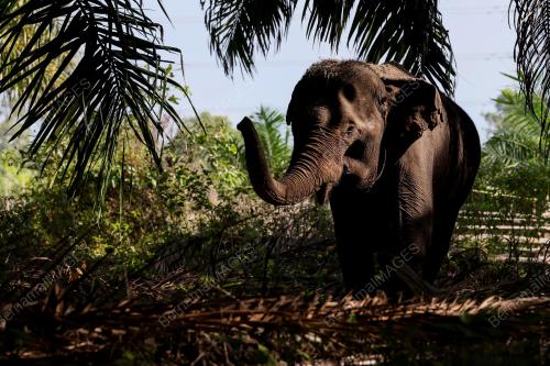 OPERASI PINDAH GAJAH