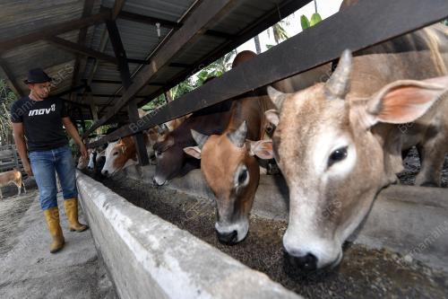 TR10_18082018_PENTERNAK_LEMBU