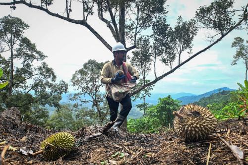 MUSIM DURIAN