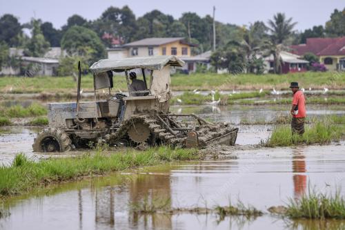 MEMBAJAK TANAH SAWAH