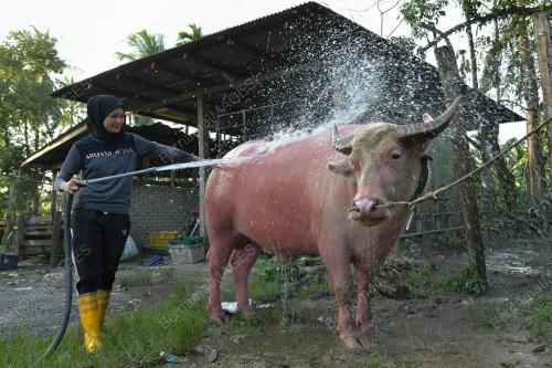 TR10_21012019_GADIS_KERBAU_BN201901198658