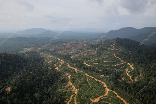 HARI HUTAN ANTARABANGSA