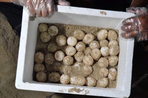 TELUR PENYU
