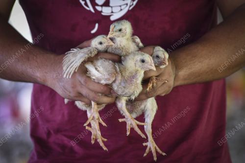 TINJAUAN PENTERNAK AYAM DAGING