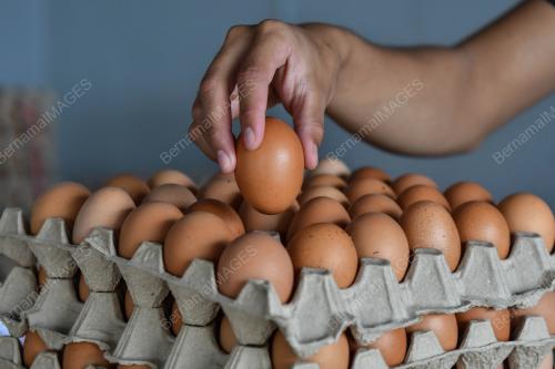 BEKALAN TELUR AYAM