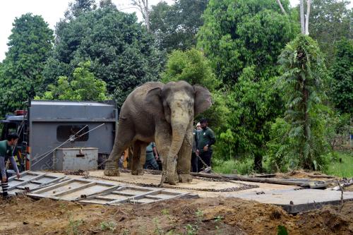 GAJAH JANTAN LIAR