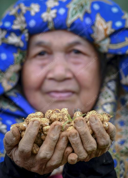 BERKEBUN_KACANG