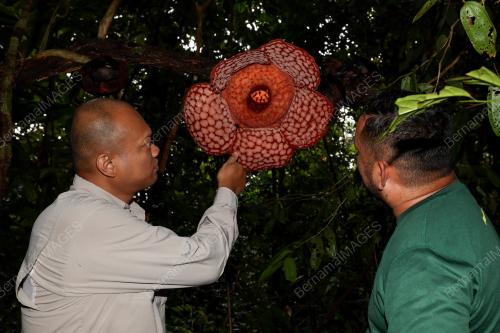 BUNGA PAKMA